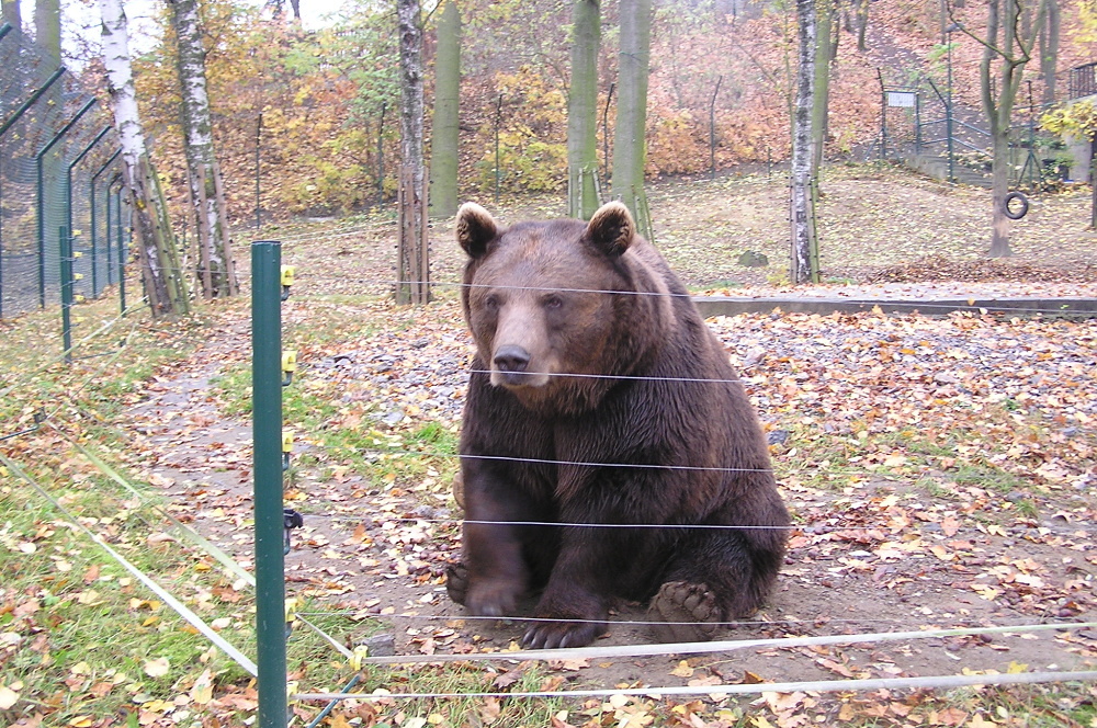 Ber_Měst hora 4