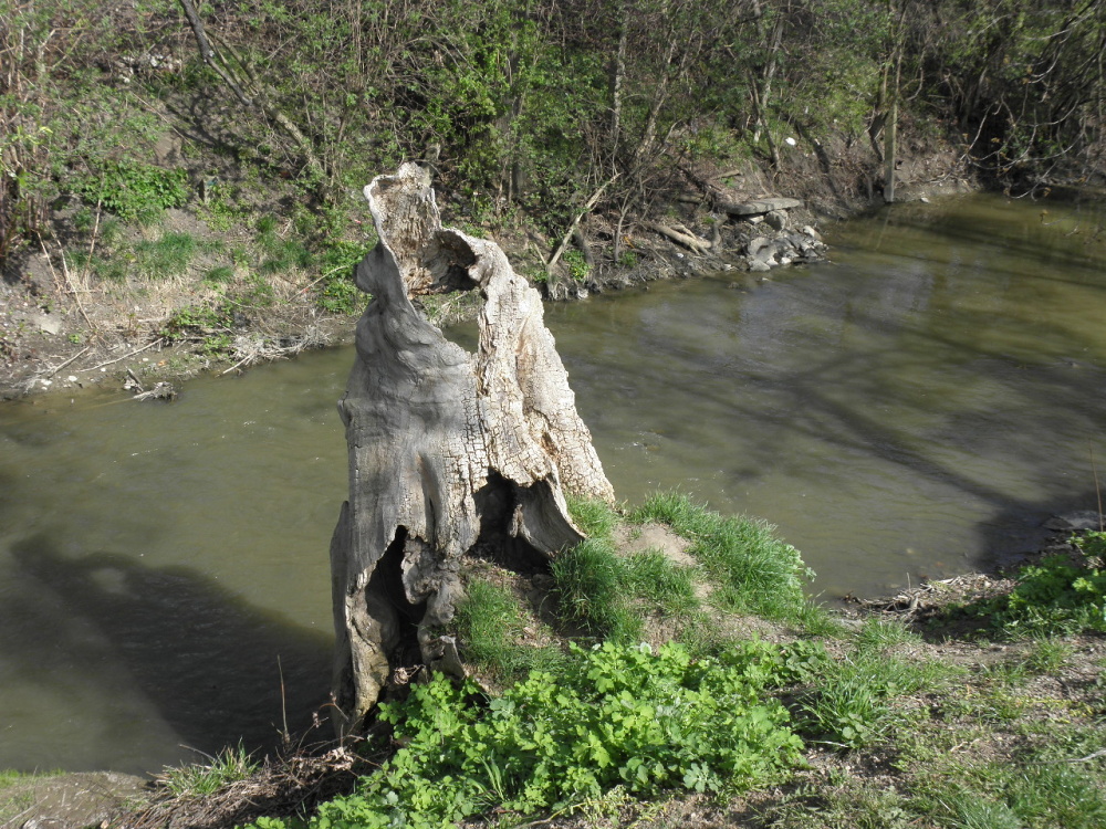 Botič 1