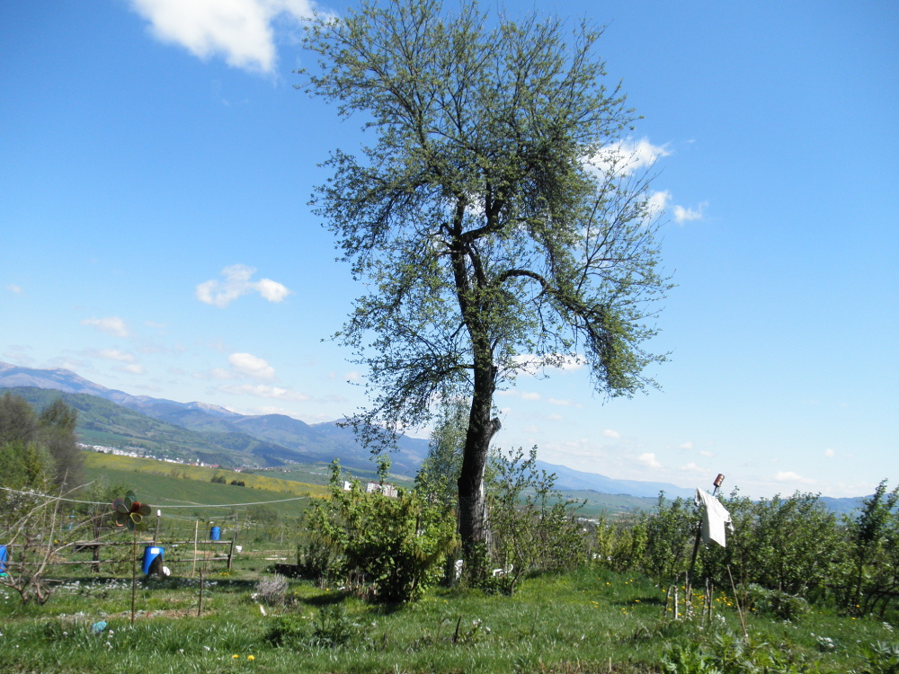 Jelšinka