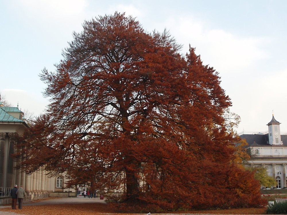 Pillnitz 108e