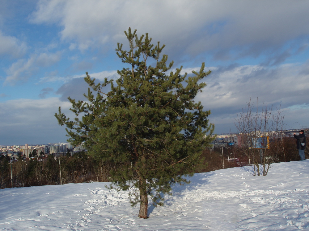 Roztyly 21e