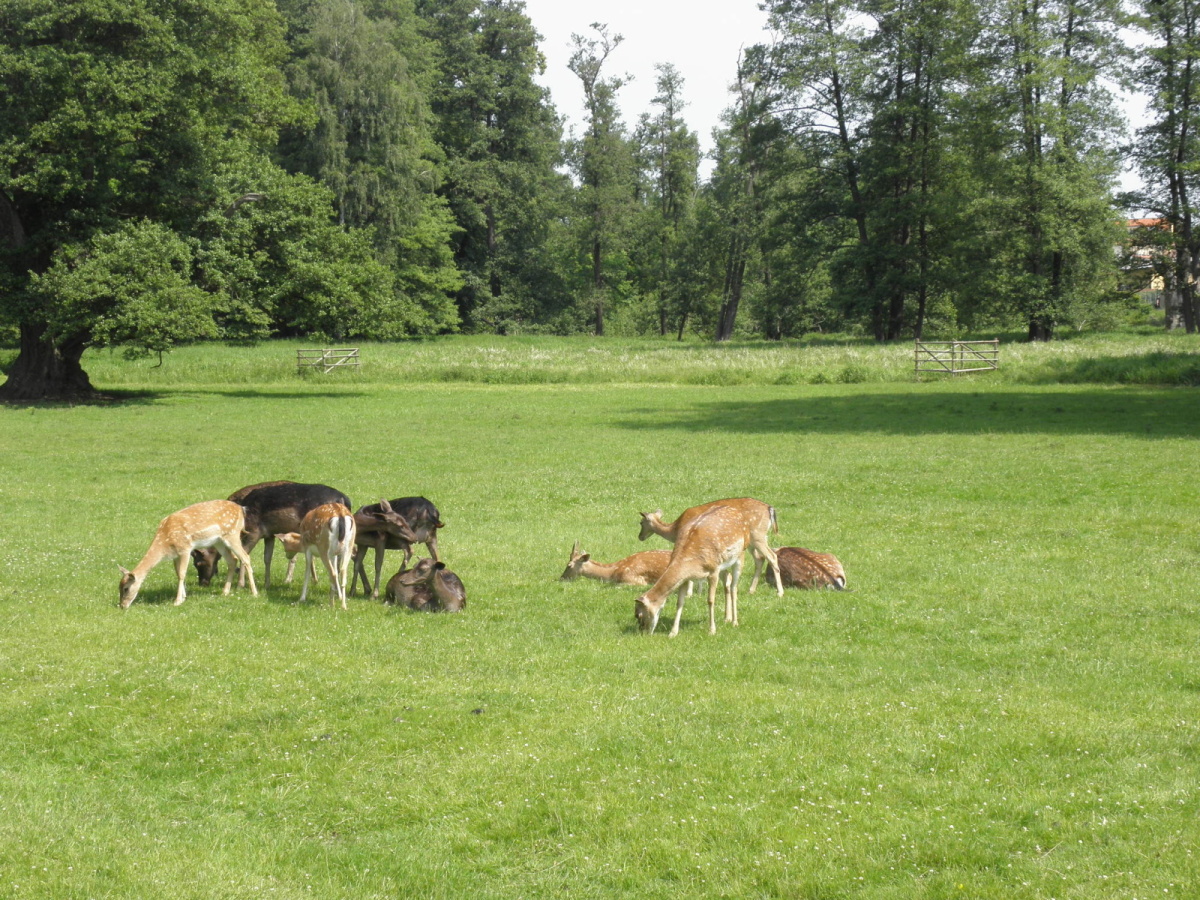 250610  obora zámku Blatná 1
